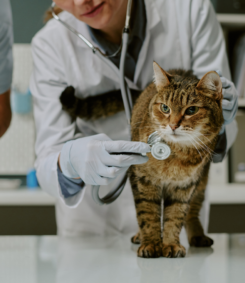 cuál es la cardiopatía más común en gatos